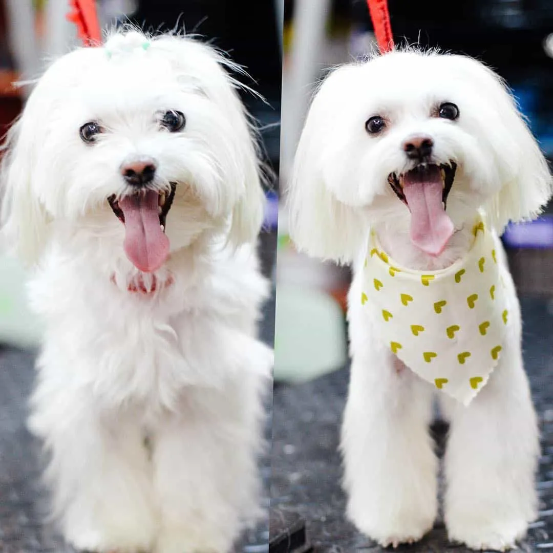 Cắt tỉa lông chó giúp thú cưng thẩm mỹ và khỏe mạnh hơn