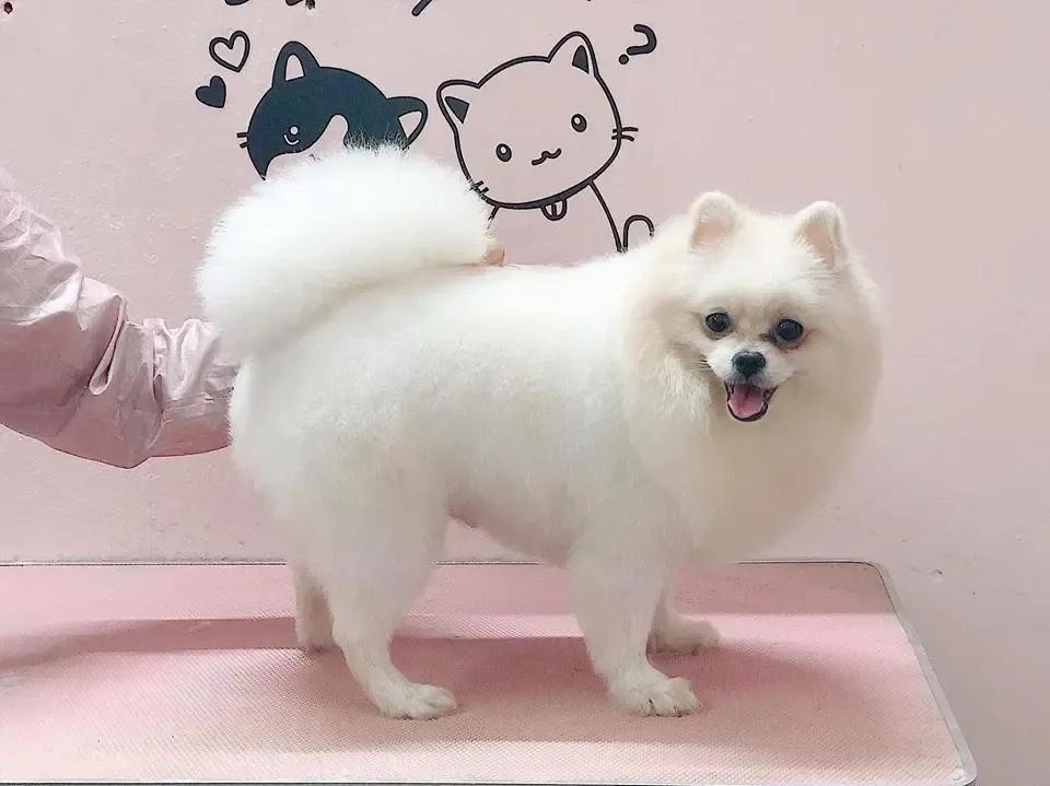 Lưu ý khi tỉa lông cho chó có bộ lông kép