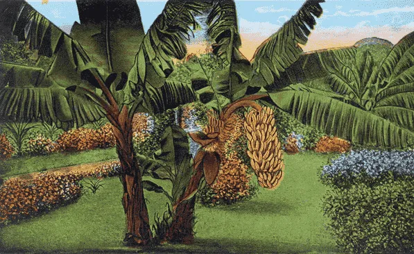 Cấy chuối vườn em