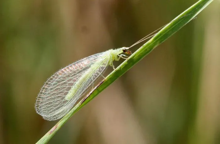 Hình ảnh con thiêu thân