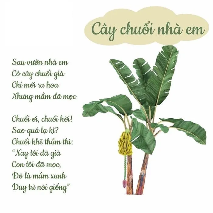 Thơ cây chuối nhà em