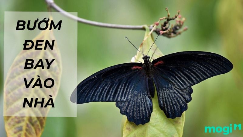 Bướm Đen Bay Vào Nhà: Giải Mã Điềm Báo Và Ý Nghĩa Phong Thủy